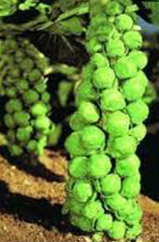Brussel Sprout Seeds, 500 Non-GMO Heirloom Seeds, Churchill Variety, Perfect for Home Gardening