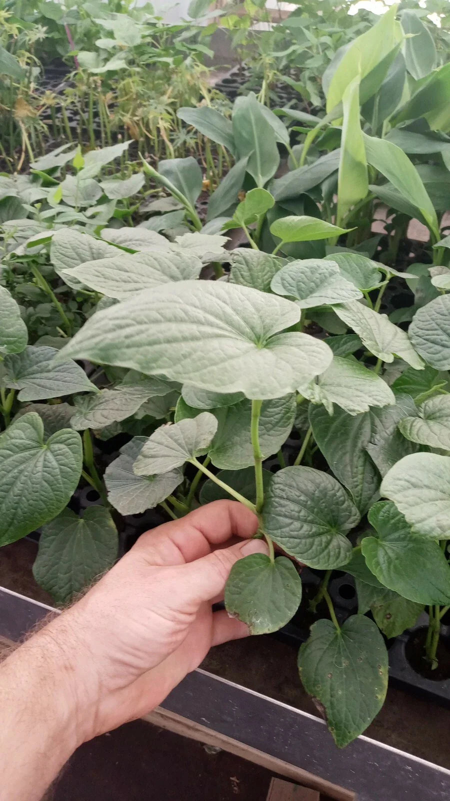 Rare Piper Umbellatum Live Plant with Rootball - Medicinal Herb