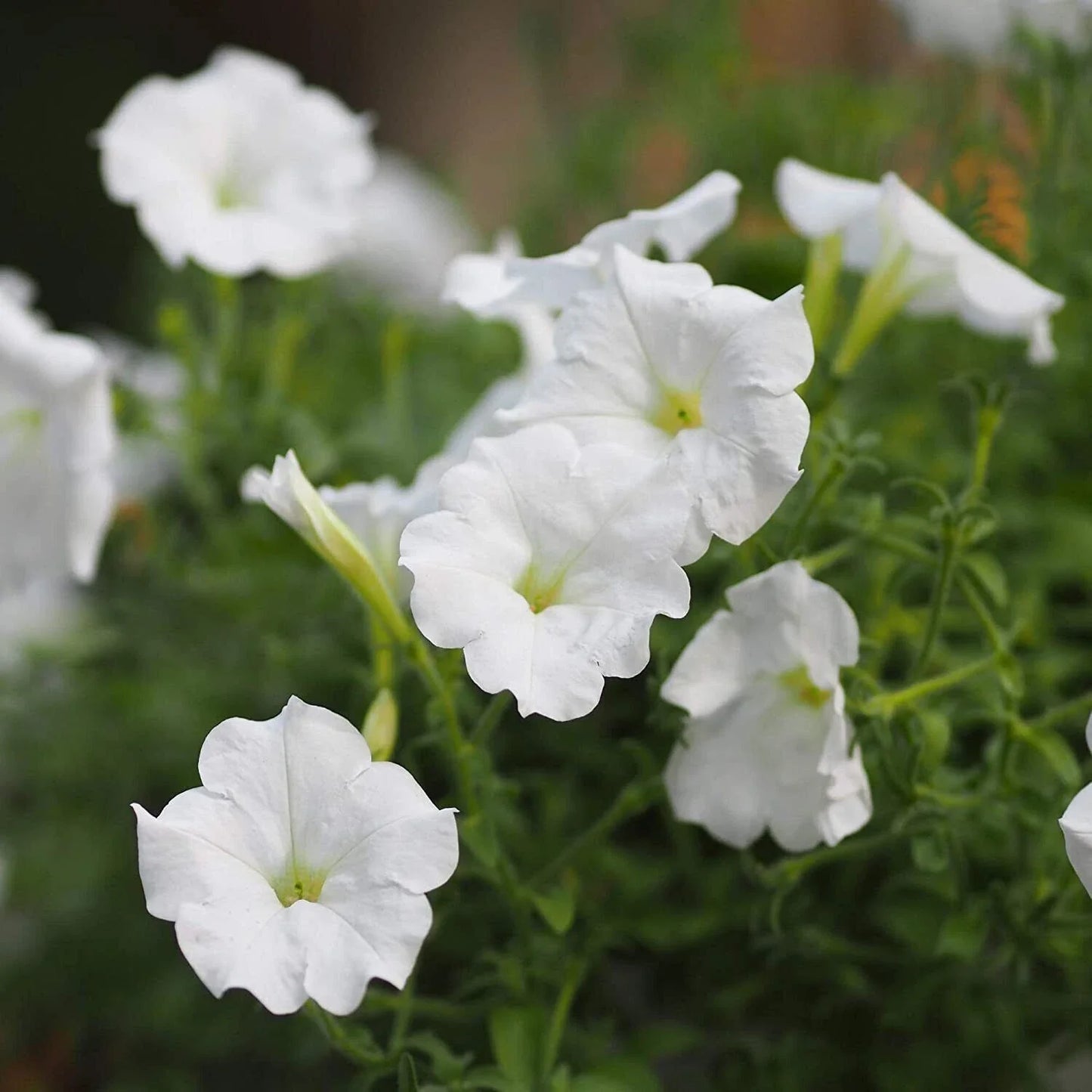 White Mexican Petunia Plants - 10 pcs Rooted in Pot - Ruellia brittoniana - Beautiful Garden Flowering Plants