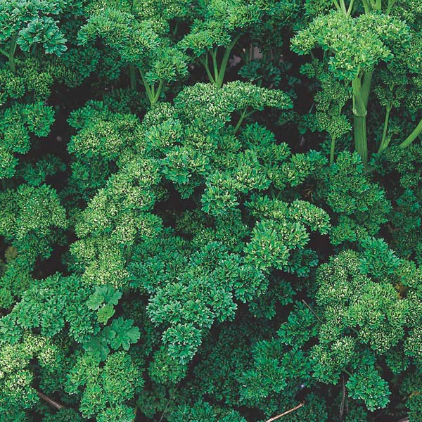 Triple Curled Parsley Herb Seeds - 1000+ Fresh Seeds - Petroselinum crispum