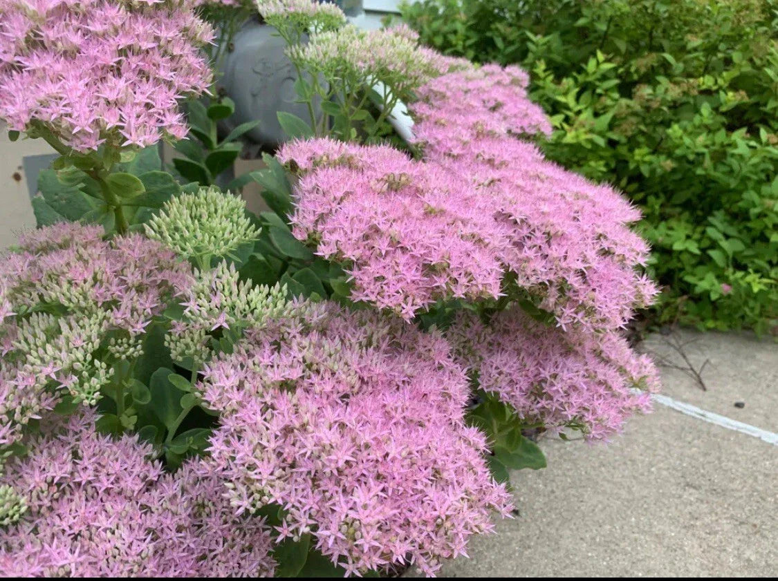 Sedum 'Autumn Joy' Cutting | 1pc Easy Hardy Stonecrop Plant | Succulent Ground Cover | Sedum Telephium