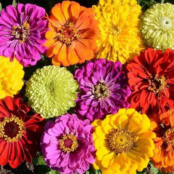 Zinnia Seeds - 200 Heirloom Mixed Color Seeds for Bees & Butterflies - Pollinator-Friendly Garden Plants