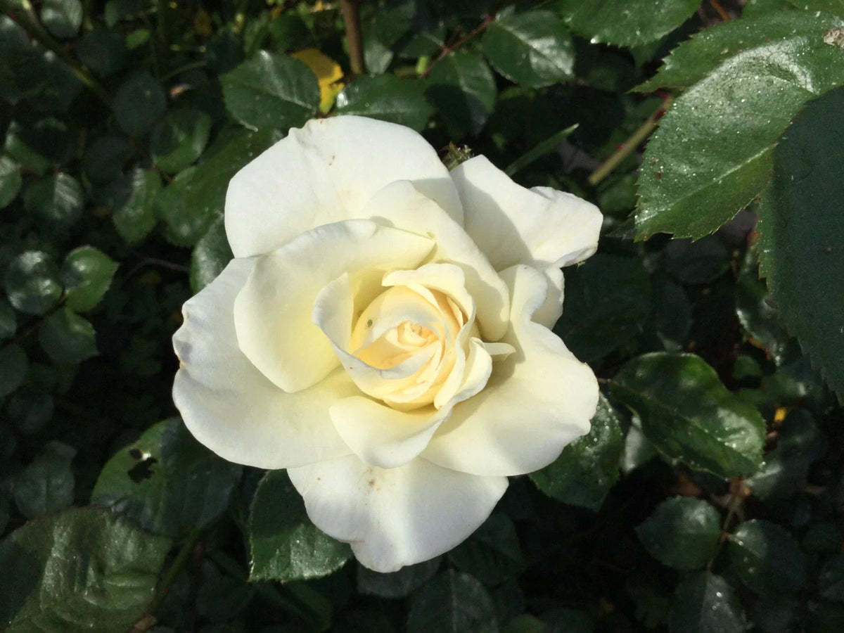 White Iceberg Rose Cuttings 3 Stems for Rooting/Grafting - Rosa 'Iceberg'