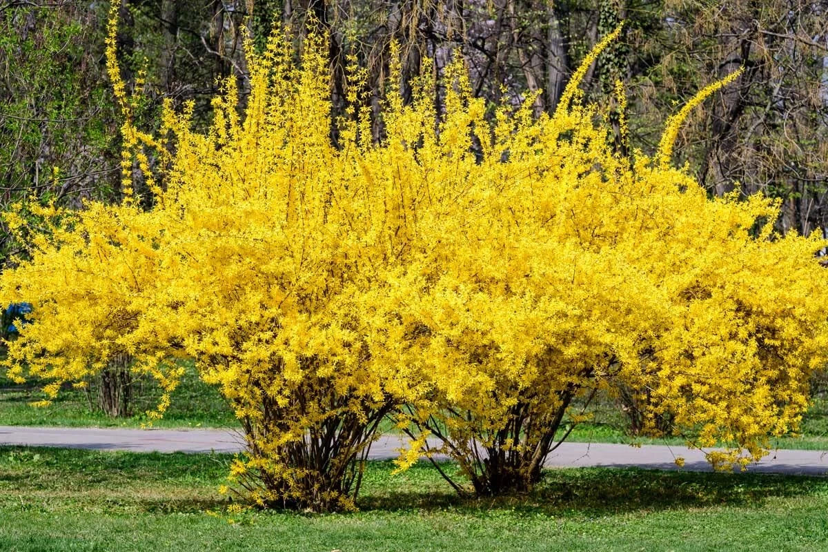 Weeping Forsythia Bush Seeds - 50 Seeds - Forsythia suspensa - Fast-Growing Ornamental Shrub for Gardens