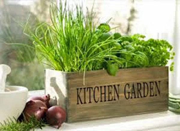 Herb Garden Collection, Small Heirloom Seeds, 6 Top Varieties of Herbs, Basil, Thyme, Parsley, Chives, Oregano, Scientific Name Unknown