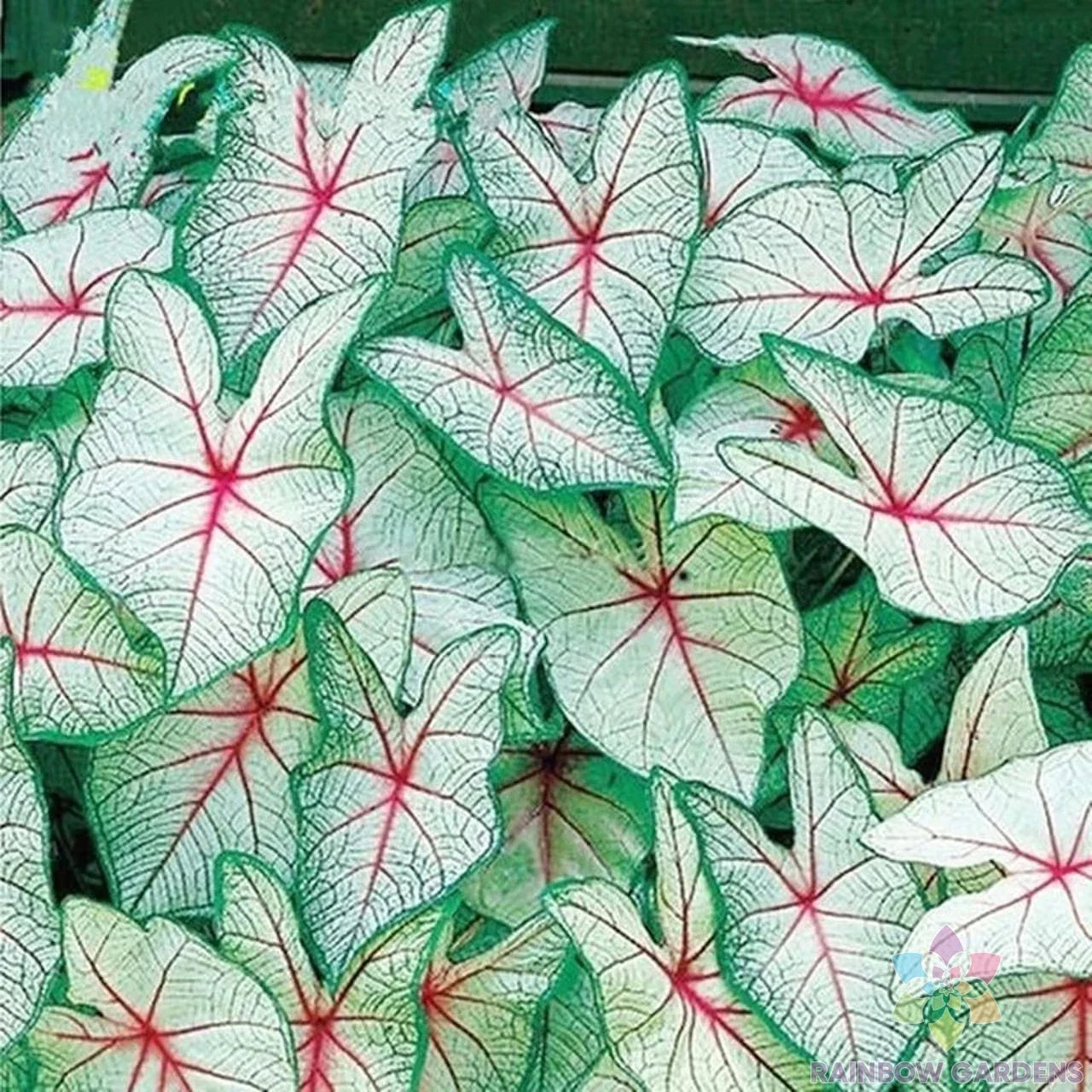 Coleus Seeds Pack - 25+ Green White Red Varieties - Ideal for Garden Planting - Free Shipping in USA