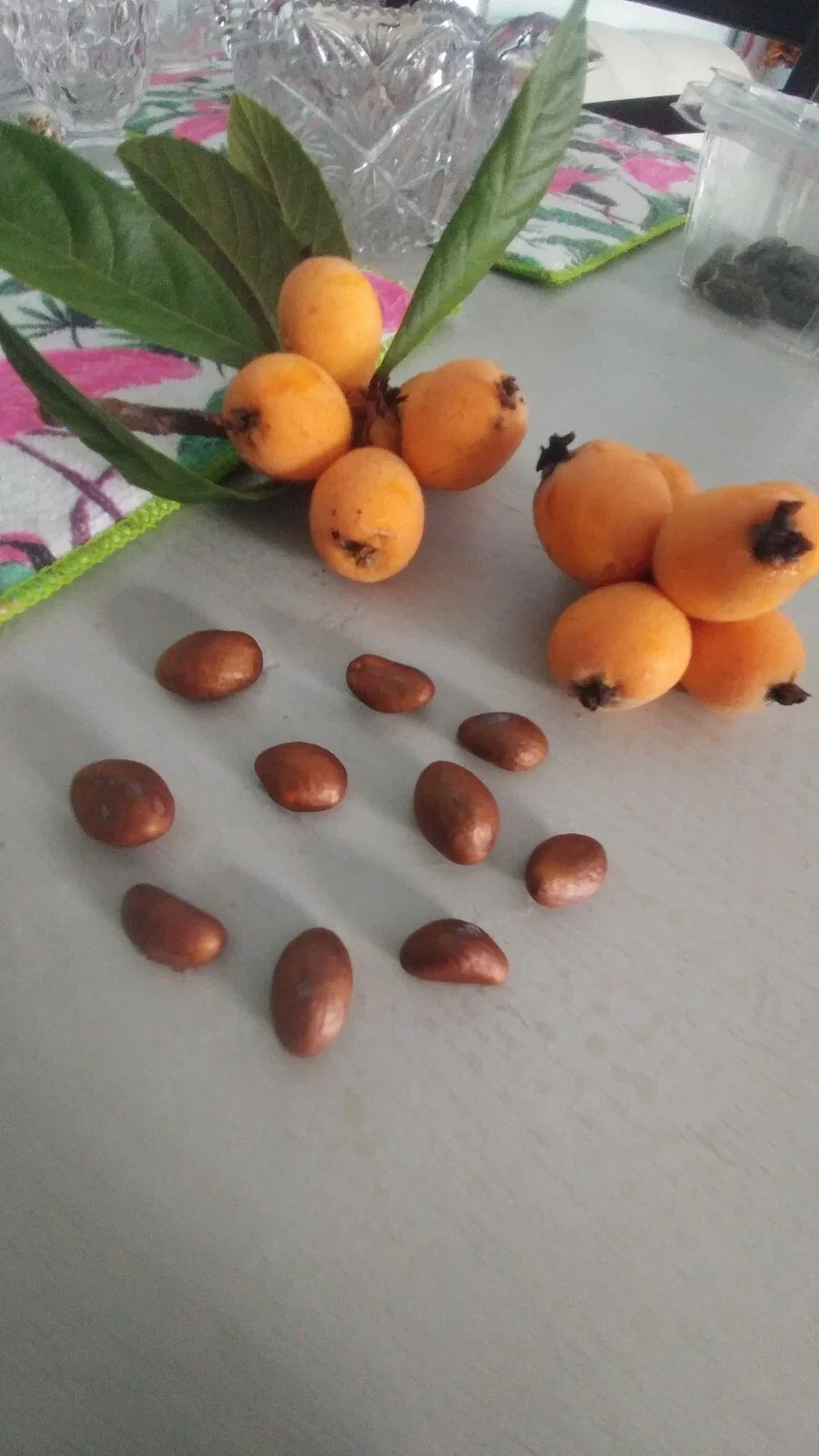 Loquat Tree Plant 10-13" Japanese Plum Tropical Edible Fruit Leaves Tea Eriobotrya japonica Organic