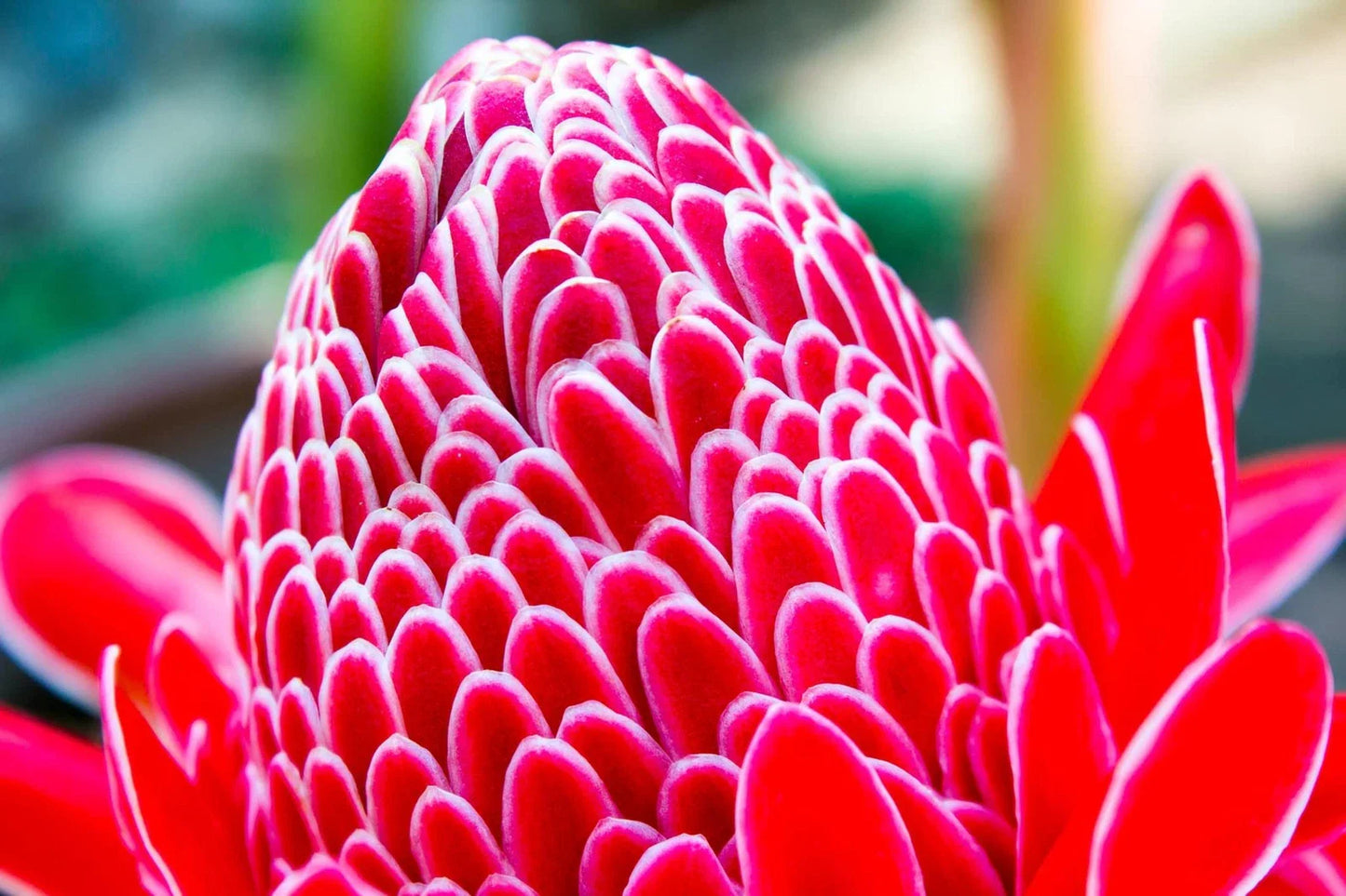 Red Torch Ginger Seeds - 10 Seeds - Etlingera elatior - Hard to Find - Ships from Iowa, USA