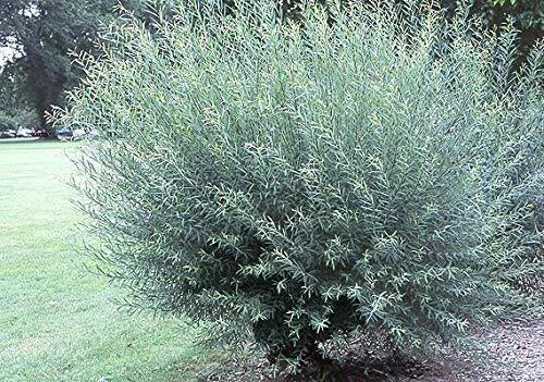 Willow Bush Cuttings - 1 Basket - Salix purpurea - Prized for Branches for Wicker and Crafts