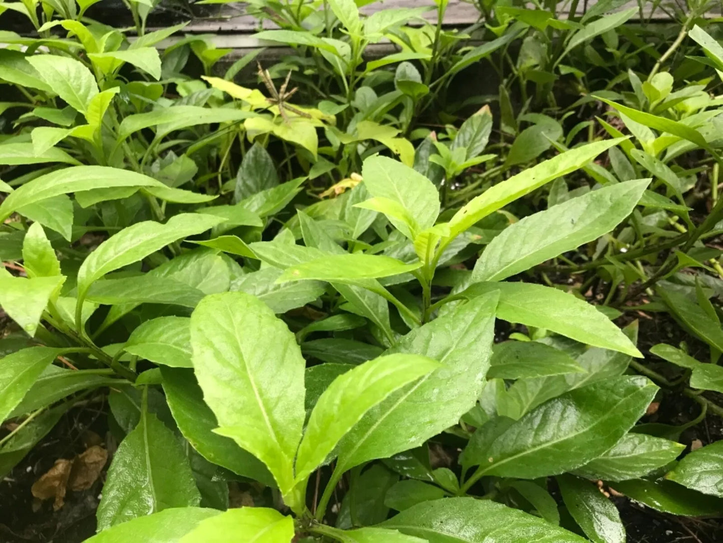 Longevity Spinach Cuttings 6" (8) Gynura Procumbens Perennial Edible Vegetable