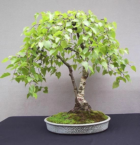 White Paper Birch Tree Seeds - 100 Count - Ideal for Planting - Betula papyrifera - Perfect for Bonsai Cultivation