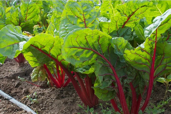 Ruby Red Swiss Chard Seeds - Heirloom Silverbeet, Bulk Wholesale, 25-800 Seeds, Rich Color, Nutrient-Dense (Beta vulgaris)