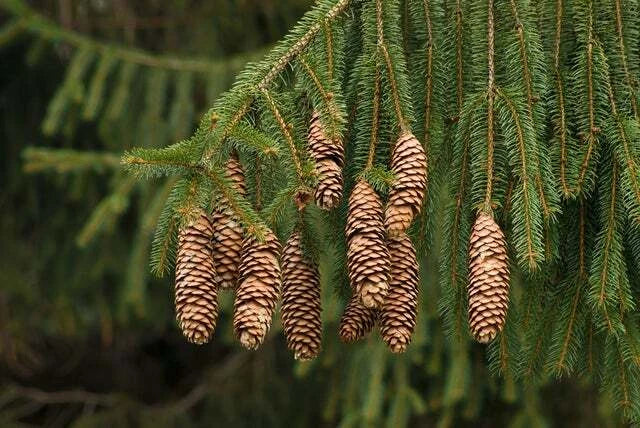 Norway Spruce Tree Seeds - 50 Seeds - Evergreen Picea Abies - Hardy Tree for Landscaping and Reforestation