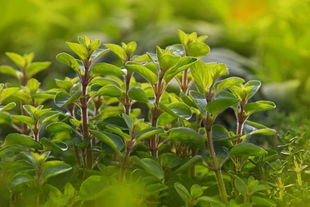 Sweet Marjoram Seeds for Planting - 100 Count - Perennial Herb - Origanum majorana