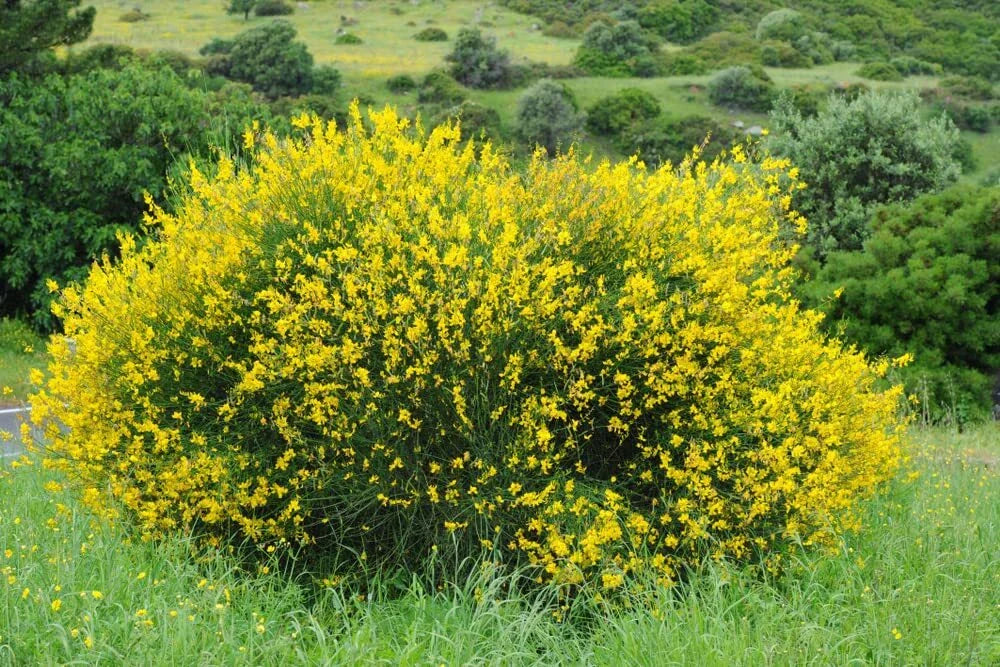 Scotch Broom Seeds for Planting 30 Seeds Vibrant Yellow Blooms Cytisus scoparius