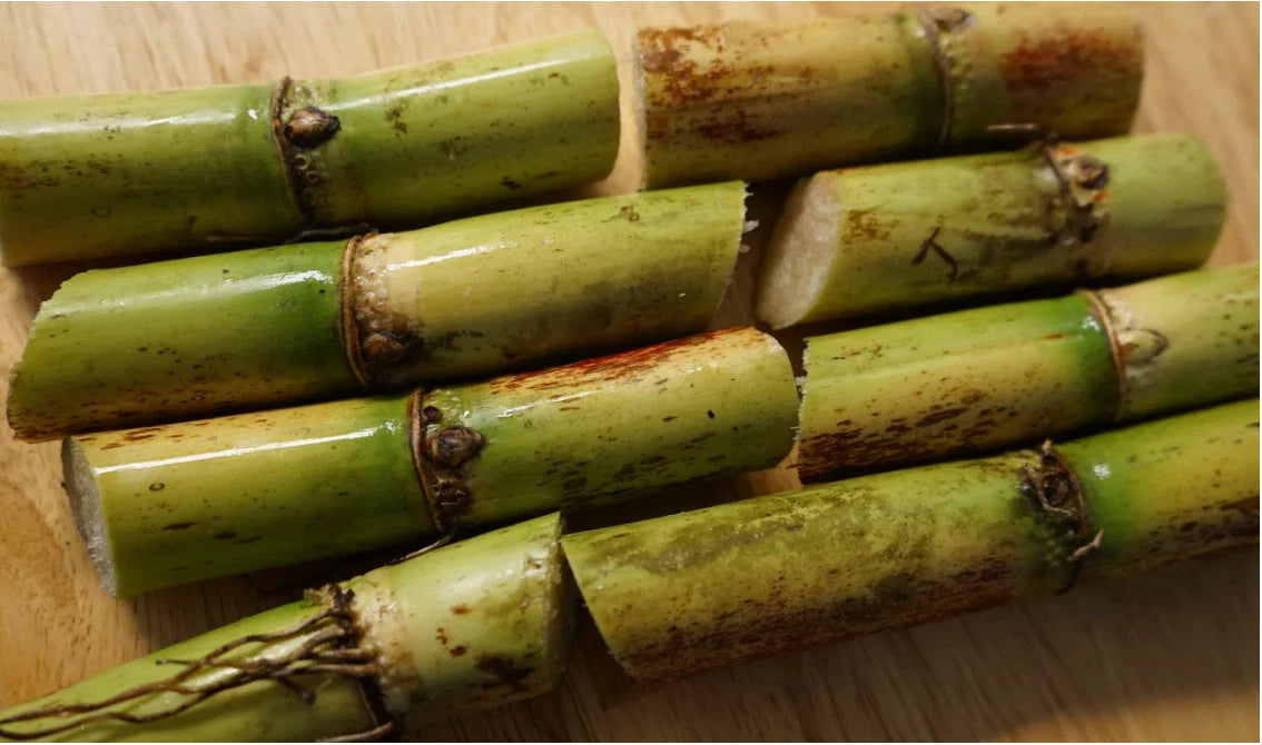 Sugarcane Cuttings 6x Hawaiian Yellow Organic Heirloom Nodes Saccharum officinarum Florida Grown