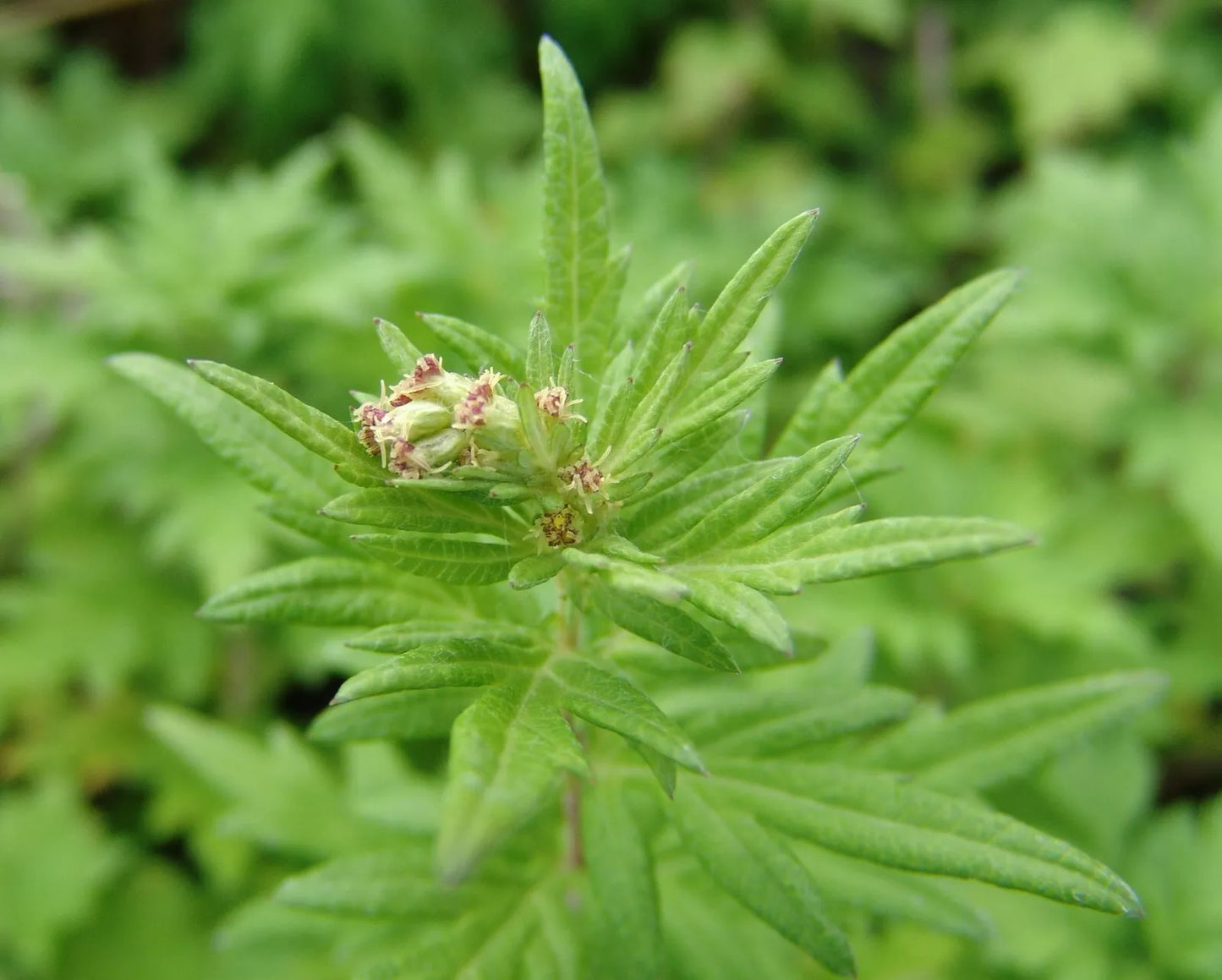 Mugwort Seeds 100 Seeds Medicinal Herb Artemisia vulgaris TCM Aicao