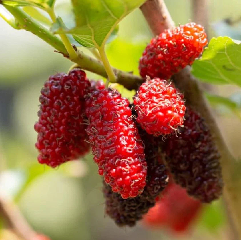 Live Red Mulberry Plant - Bare Root - 16 to 24" Tall - Morus rubra - 1 to 2 Year Olds