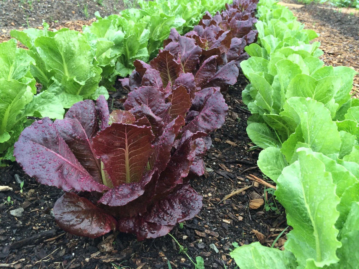Red Romaine Lettuce Seeds - 1000+ Heirloom Organic Non-GMO - Perfect for Home Gardening - Lactuca sativa
