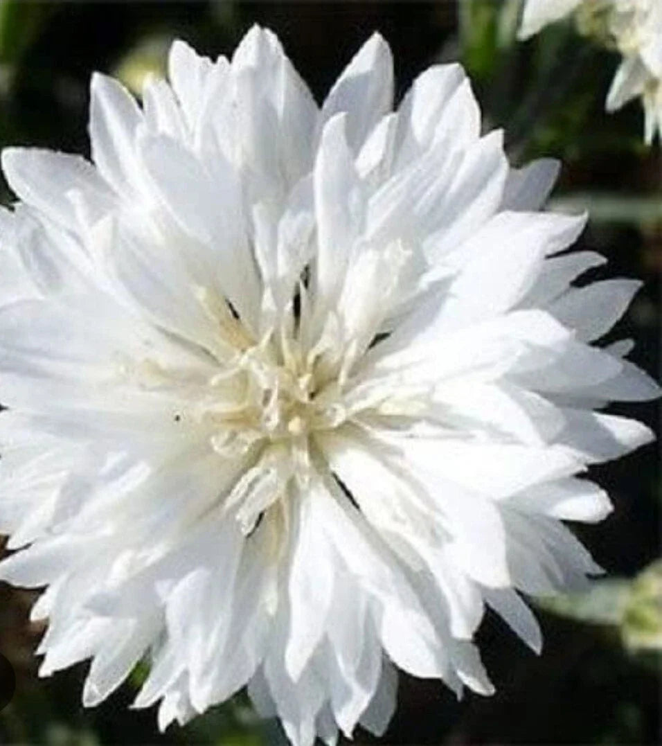 White Bachelor's Button Cornflower Seeds - 100+ Seeds for Boutonnieres - Centaurea cyanus