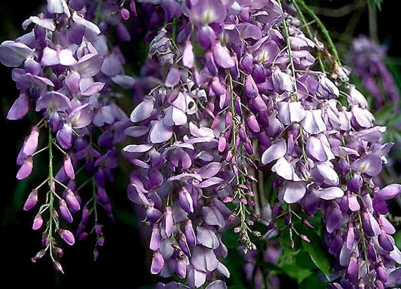 Live Blue Chinese Wisteria Plant - Heirloom Purple Flowers, Rooted Vines, 1-2 ft - Wisteria sinensis