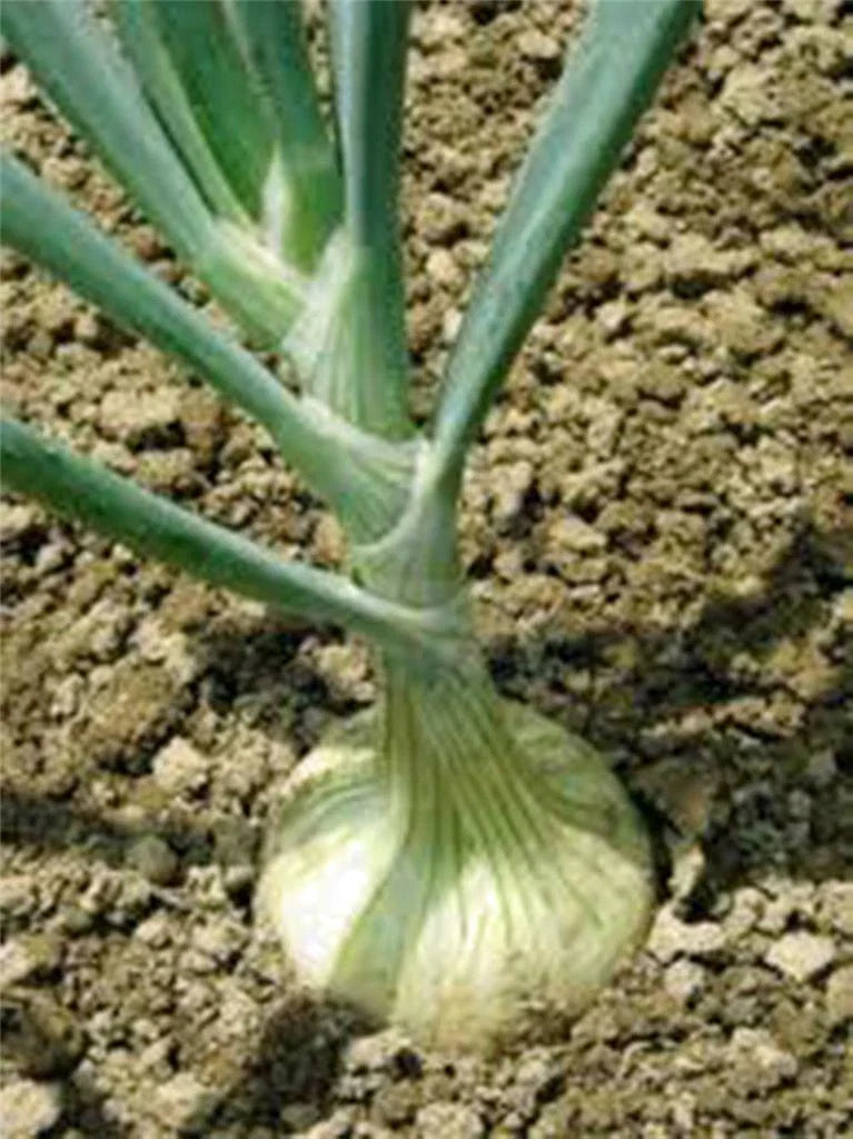 Spanish White Onion Seeds, Heirloom Variety, Sweet Flavor, Great for Cooking - 25+ Seeds