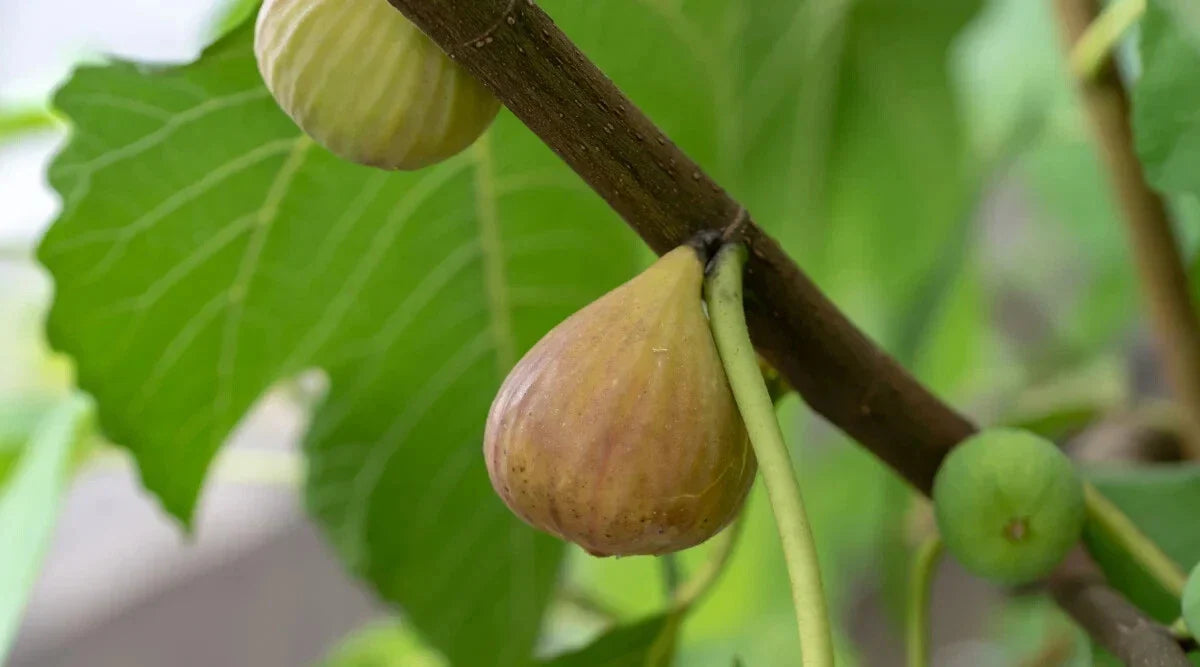 Atreano Fig Seeds - 100+ Count - Perfect for Garden Planting - Ficus carica