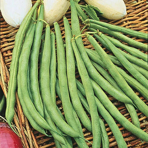 Topcrop Bush Bean Seed 50+ - Snap Bush Bean (Phaseolus vulgaris) - High Yield, Non-GMO, Garden Vegetable Seed