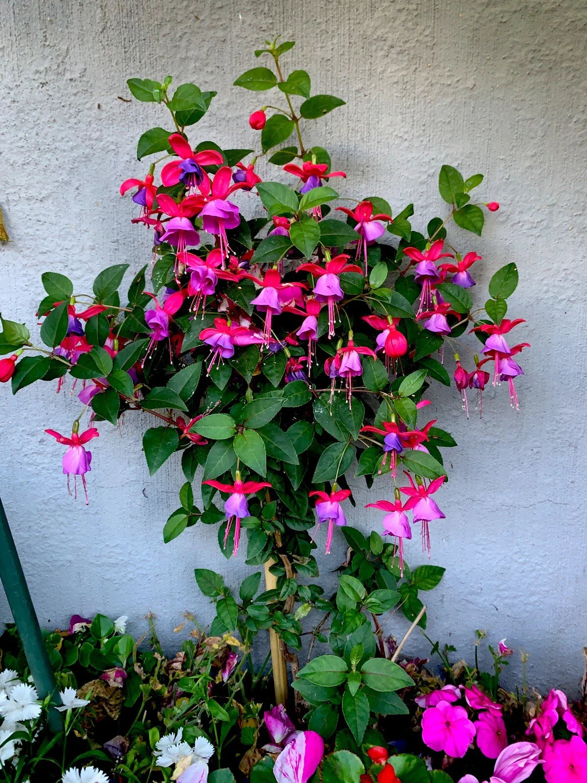 Live Blue Eyes Fuchsia Plants, 3” Pot, 6-8” Tall, Fuchsia magellanica, Upright Variety