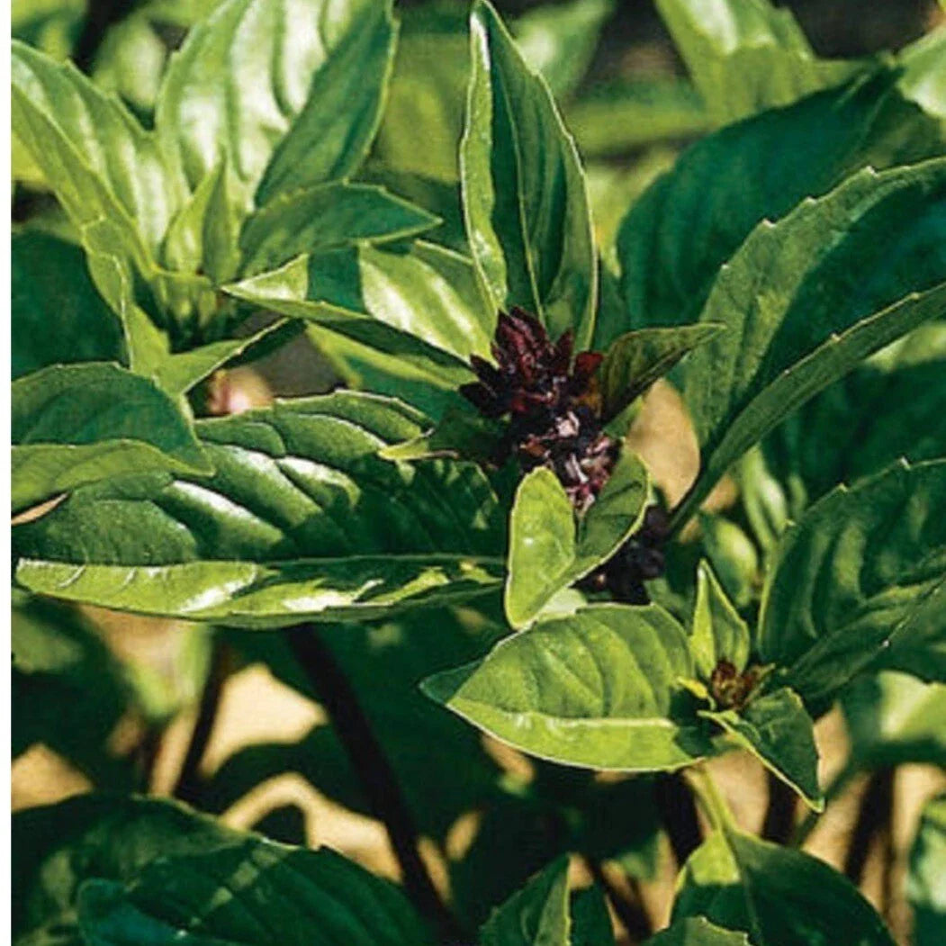 Cinnamon Basil Seeds - 100+ Heirloom Non-GMO Organic Seeds - Ocimum basilicum 'Cinnamon'