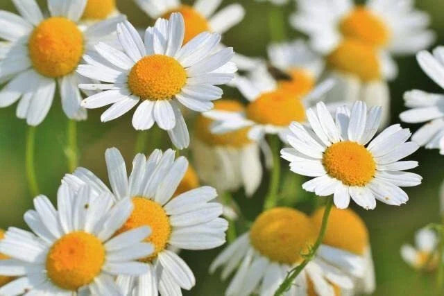 Roman Chamomile Seeds - 500 Seeds - Easy to Grow Herb for Planting - Chamaemelum nobile