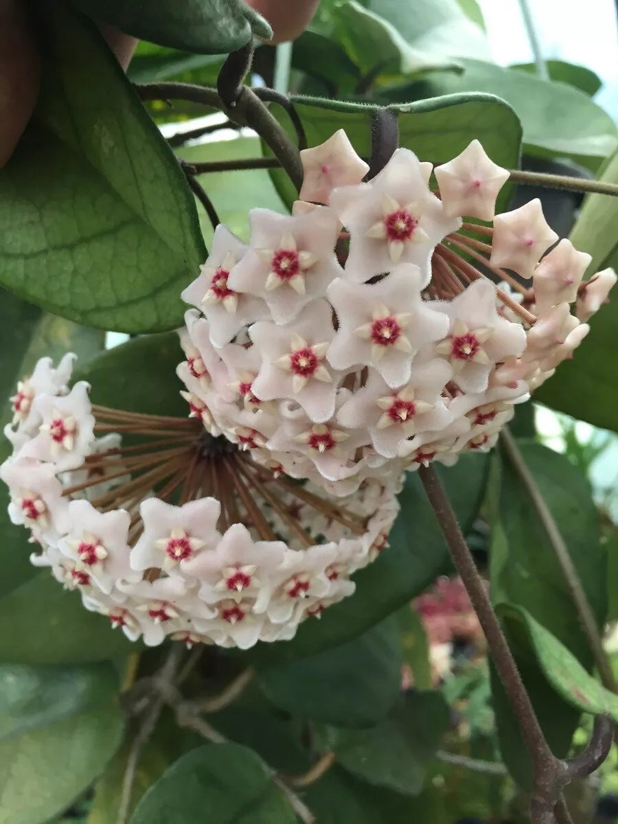 Rare Hoya Fungii Rooted Plant 2.5" Pot Beautiful Indoor Houseplant