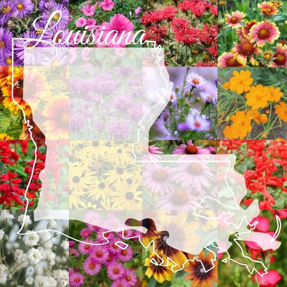 Wildflower Seed Mix 1/4LB Louisiana Blend for Colorful Blooms - Covers 2,000 sq-ft - Native to Louisiana