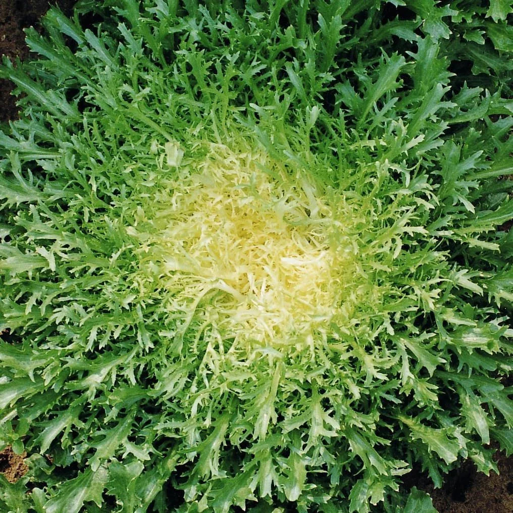 Endive Seeds - Green Curled Ruffec Variety - Frisee Lettuce for 2025 Planting - Organic Vegetable Seeds