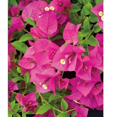 Fuchsia Pink Bougainvillea Live Cuttings - 6" Unrooted Flower Plant Bush Shrub (Bougainvillea spp.)