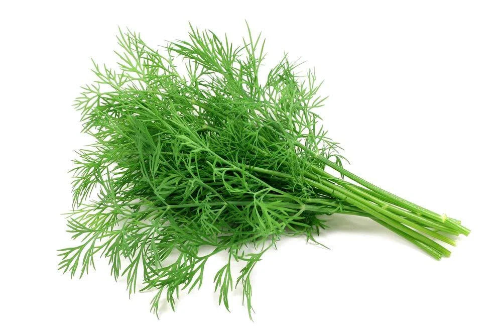 Dill Seeds 200+ Seeds Culinary Herb Anethum graveolens