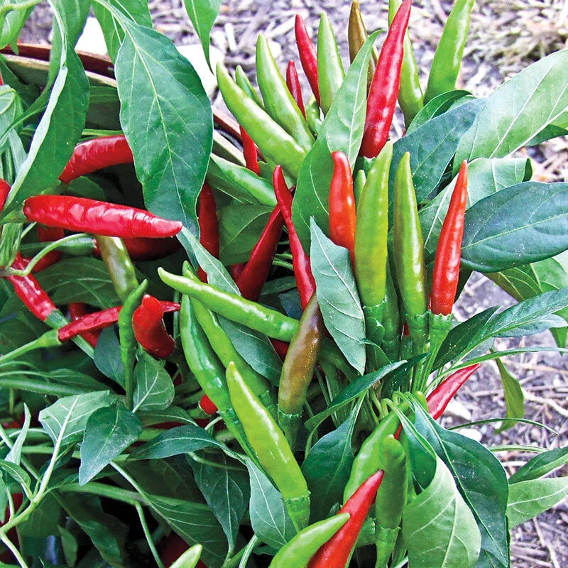 Thai Hot Pepper Seeds - 20 Count - Heirloom Variety - Capsicum annuum - Extremely Hot, Ornamental Patio Plant