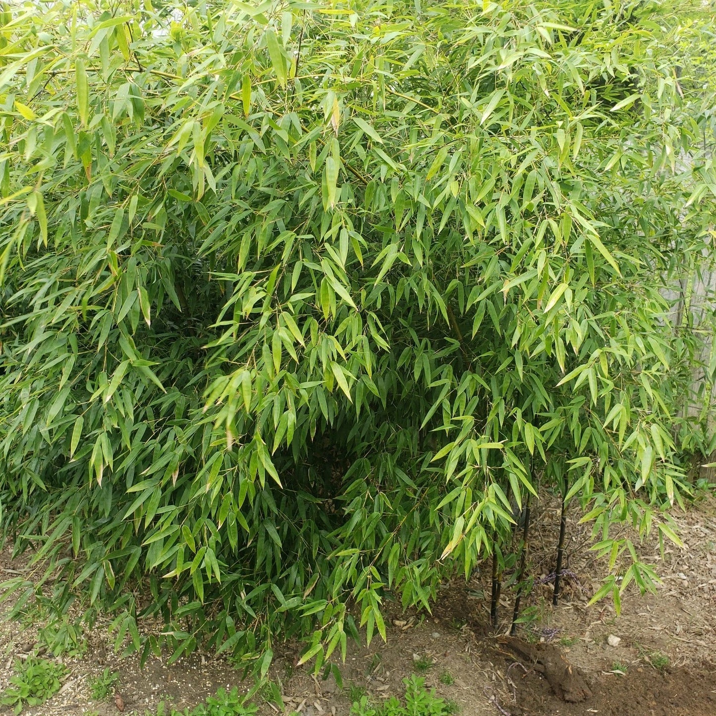 Rare Black Bamboo Cutting Plant - Privacy Fence Boundary Plant - Phyllostachys nigra