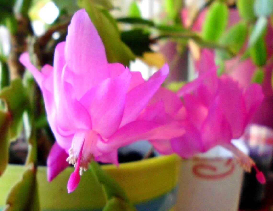 Thanksgiving Cactus Cuttings - 2-Segment Unrooted - Pink - Schlumbergera Truncata - Freshly Cut Upon Order