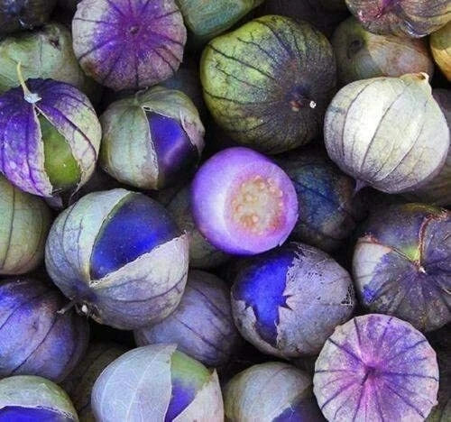 Coban Tomatillo Seeds - 100 Count - Exotic Purple Variety - Physalis ixocarpa