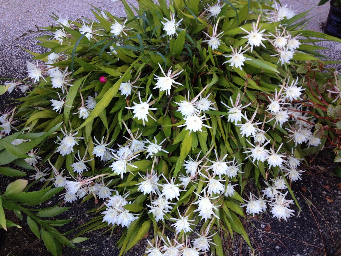 Cereus Night Blooming Cactus - Live Rooted Healthy Plant 7-8” - Fragrant Flowering Cactus (Cereus spp.)