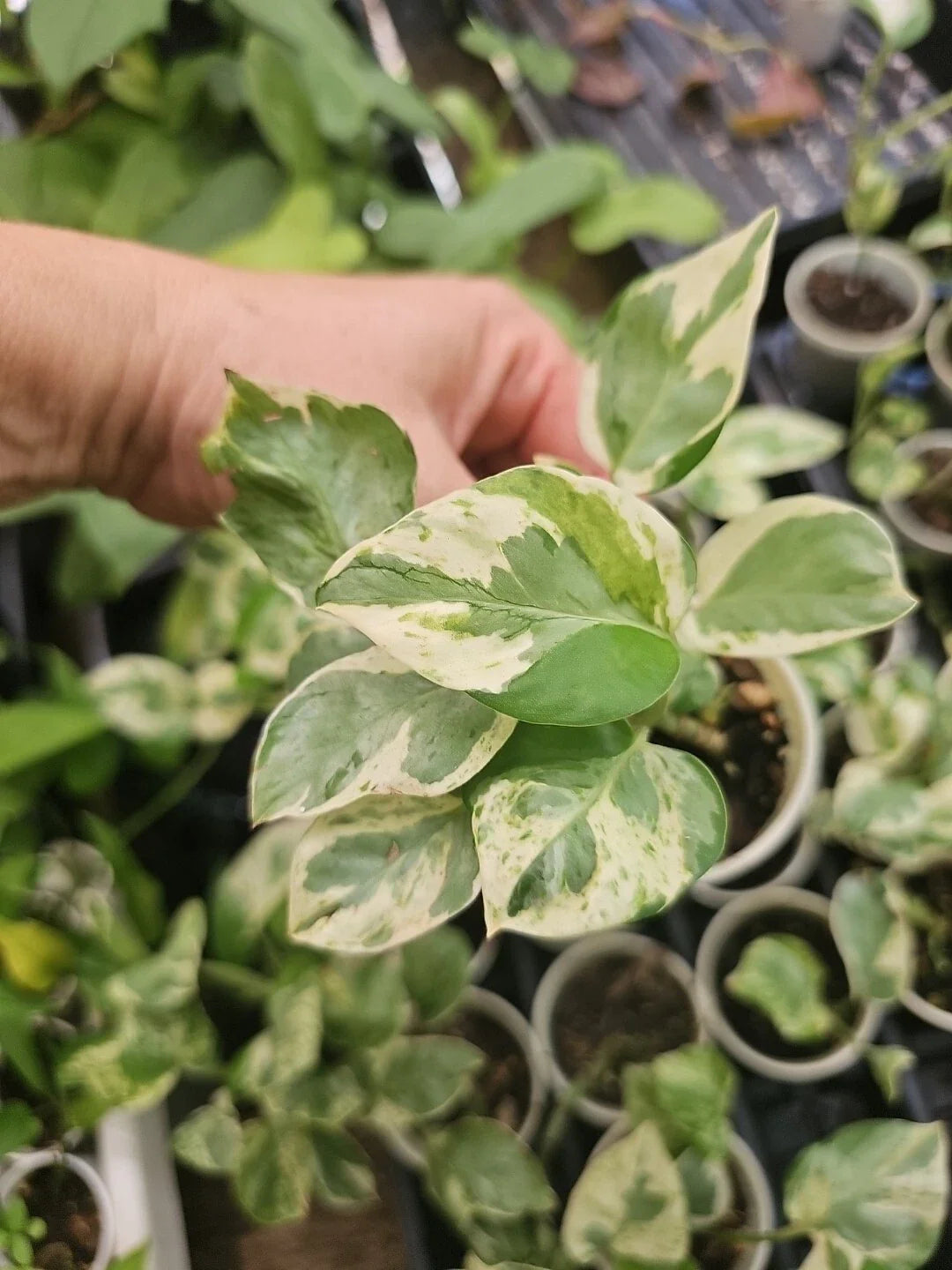 Rooted Live Pothos Plant - Pearl and Jade Variety - Epipremnum aureum - Indoor Garden Decor - Easy Care Houseplant