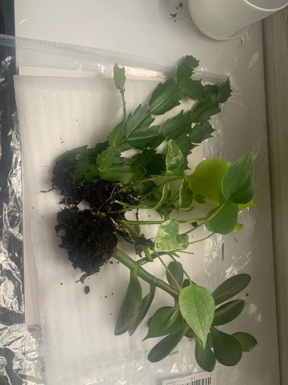 Rooted Indoor Plants Set - Jade, Cactus, and Pothos Varieties - Perfect for Home Décor and Air Purification