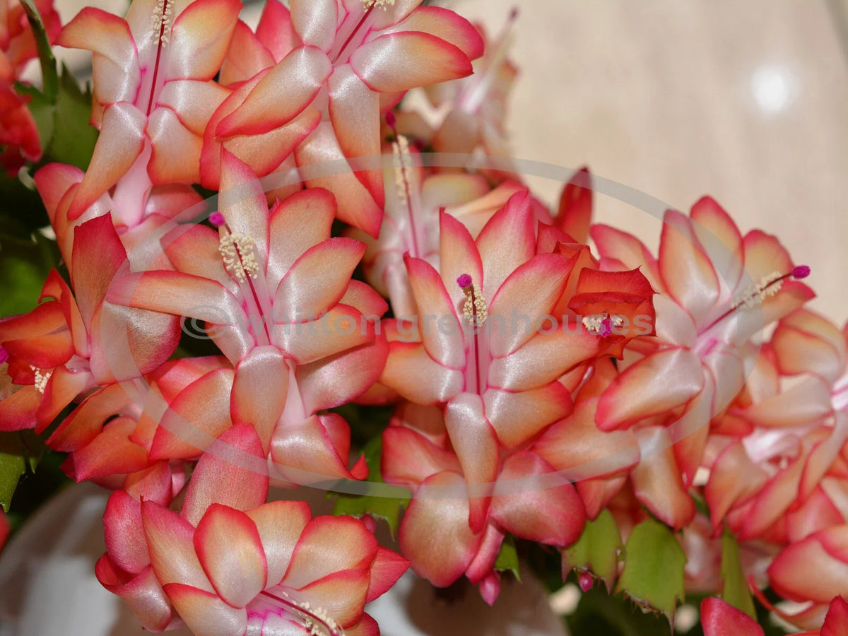Thanksgiving/Christmas Cactus Cuttings - Schlumbergera "Samba Brazil" - Healthy No Roots Plant Cuttings