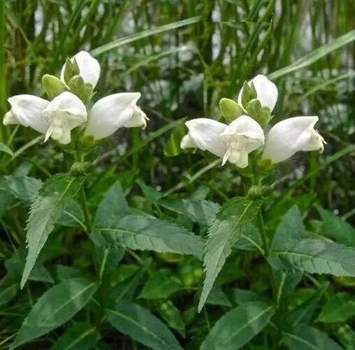 Turtlehead Seeds - 15 Seeds - Chelone obliqua 'Alba' - White Flowering Perennial Plant