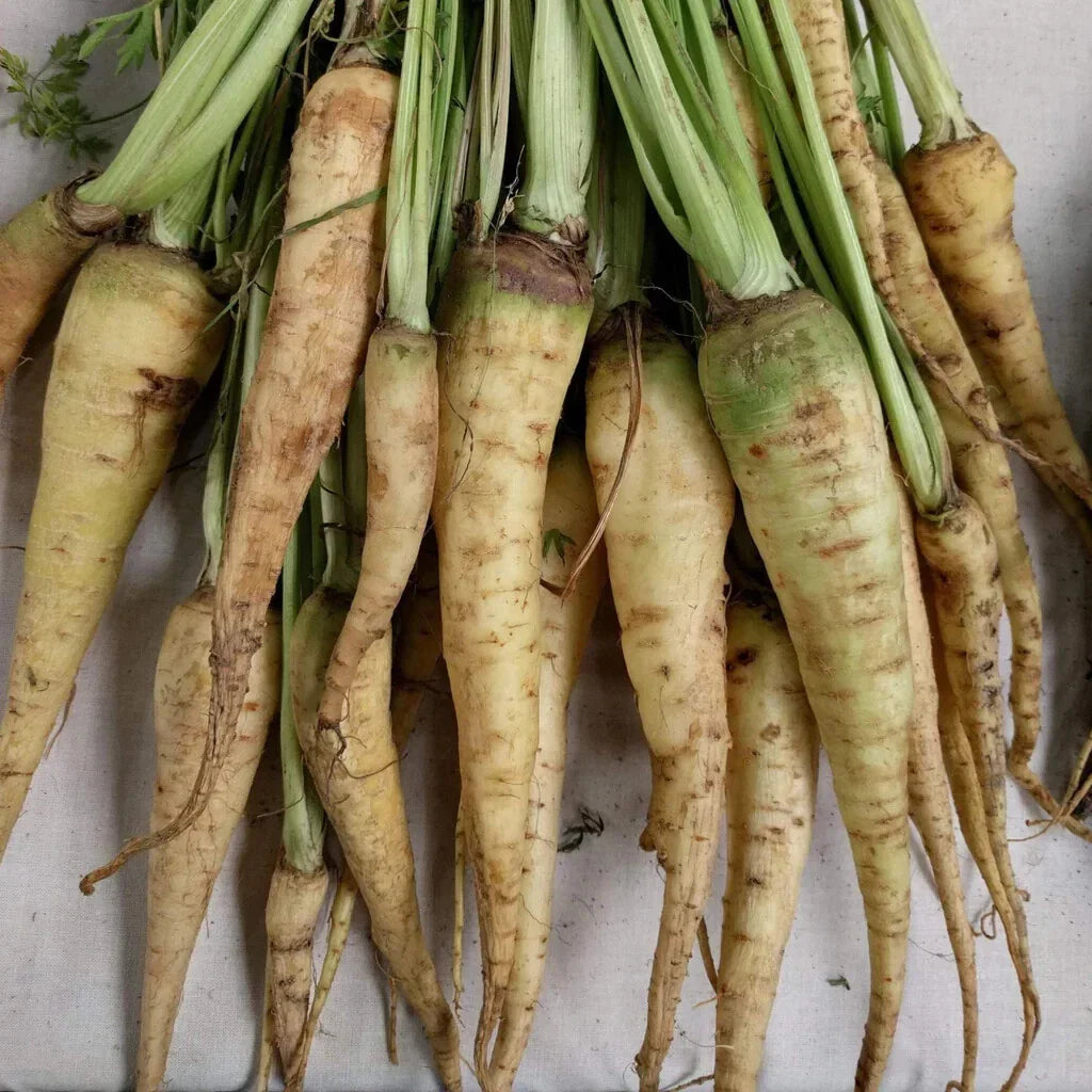 Lunar White Carrot Seeds - 1000+ Heirloom Seeds for Garden Planting - Daucus carota - USA