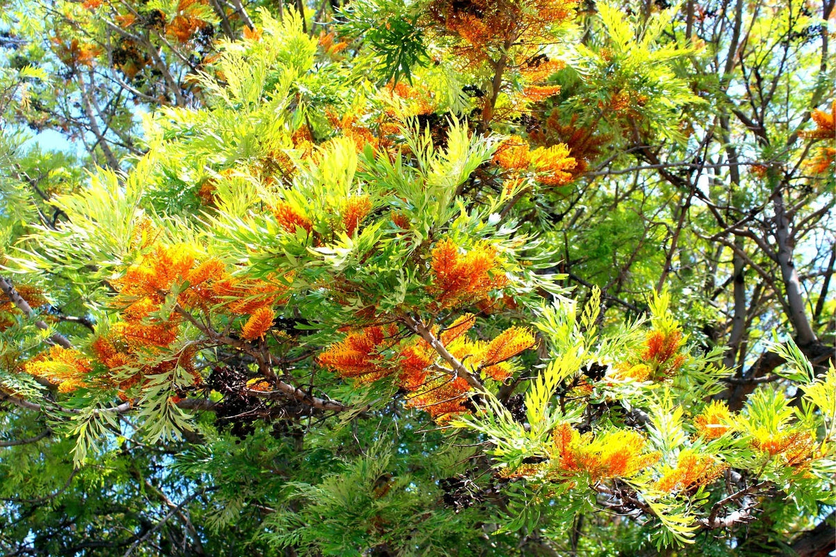 Silky Oak Tree Seeds 30 Pack - Grevillea robusta - Ideal for Planting, Tropical Tree, Fast-Growing, Ornamental