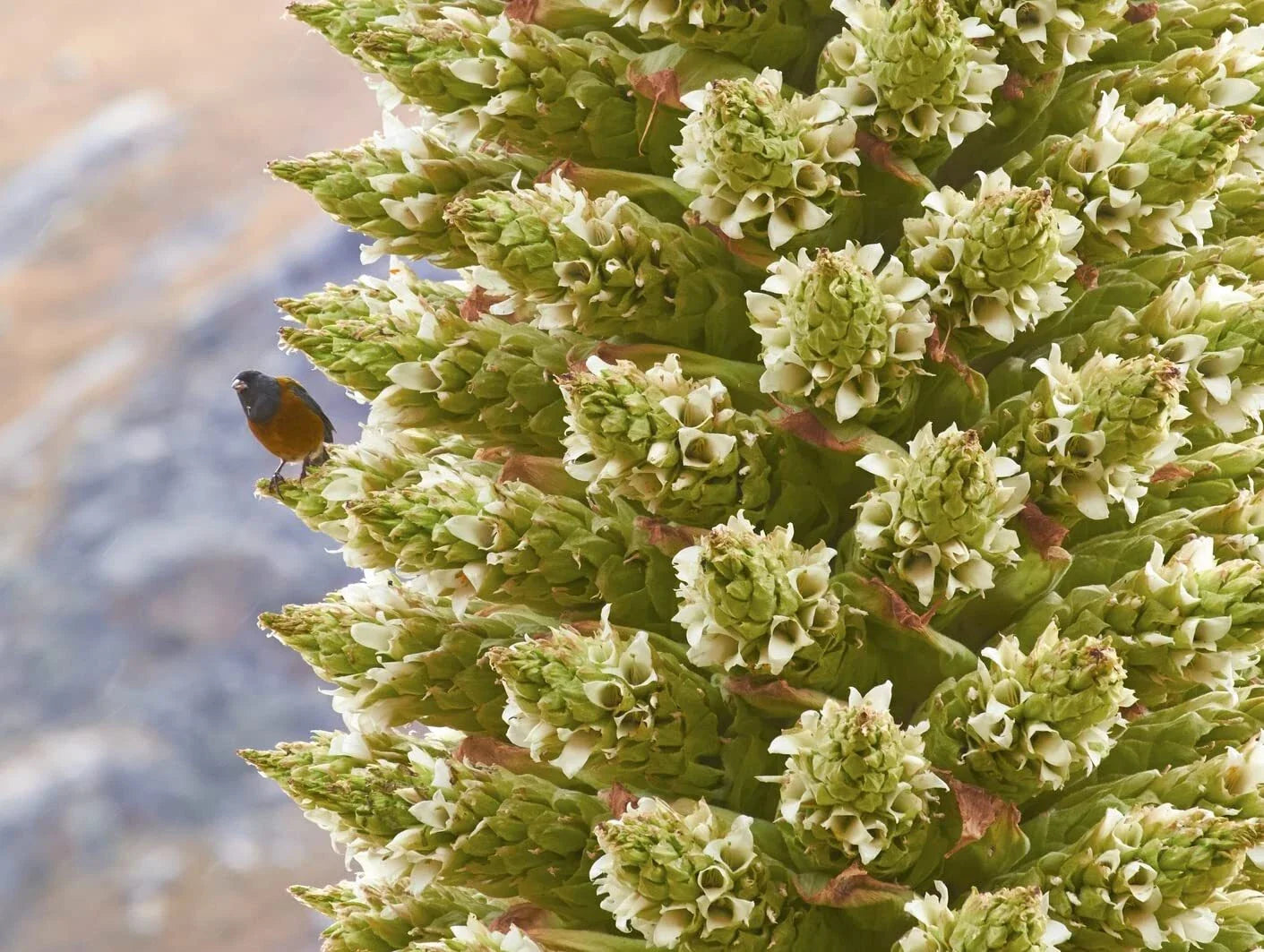 Queen of The Andes Seeds - 10 Pack for Planting - Rare Puya Raimondii Exotic Plant Seeds