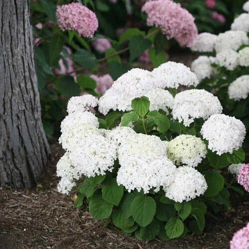 Wee White Hydrangea Seeds - 5 Perennial Flower Seeds for Hardy Shrub Garden - Hydrangea arborescens
