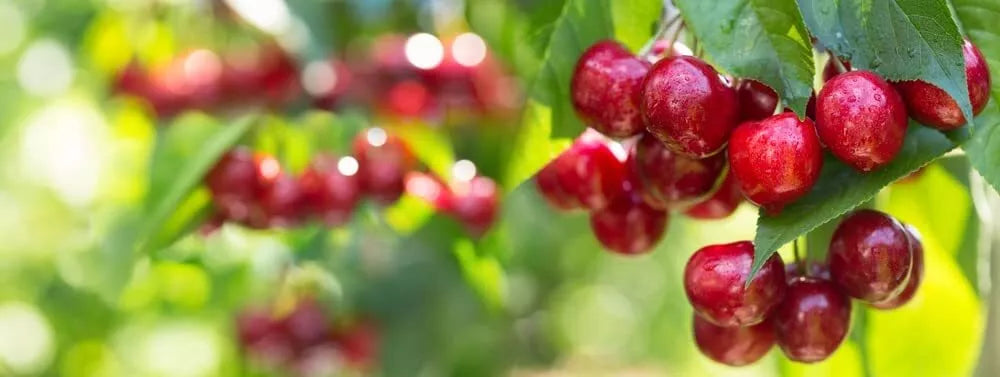 Sweet Cherry Tree Seeds - Prunus avium - Heirloom Variety for Planting - Organic Gardening